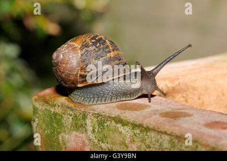 Garten-Schnecke, Helix Aspersa, alleinstehenden kriecht entlang Rand Pflanzgefäß in der Nacht.  August genommen. Southgate. London, UK. Stockfoto