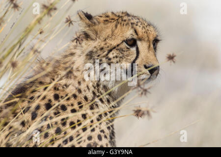 Gepard (Acinonyx Jubatus), Etosha Nationalpark, Namibia, Afrika Stockfoto