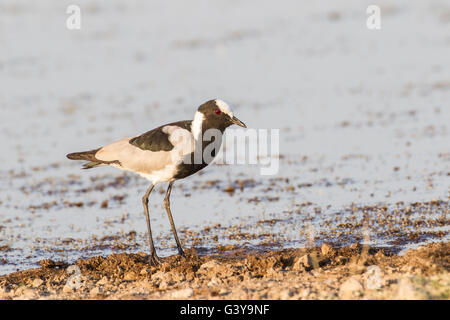 Schmied-Regenpfeifer (Vanellus Armatus), Etosha Nationalpark, Namibia, Afrika Stockfoto