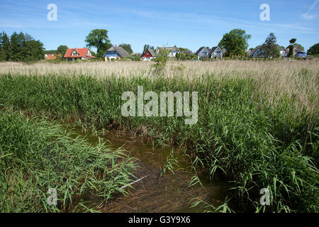 Schilf gesäumten Nebenfluss, Stream in der Western Region Nationalpark Vorpommersche, Ostseeküste, Mecklenburg-Vorpommern Stockfoto