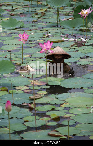 Frau in einem Lotusteich, Lotosblumen (Nelumbo sp), Mekong Delta, Süd-Vietnam, Vietnam, Südostasien Stockfoto