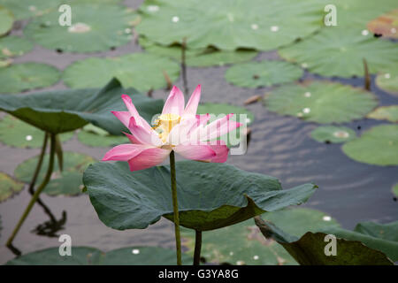 Lotusblume (Nelumbo SP.), in einem Teich in eine Mekong Delta, Süd-Vietnam, Vietnam, Südostasien Stockfoto