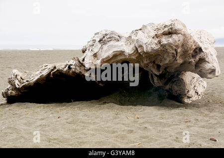 Ein großes Stück Treibholz am Strand. Stockfoto