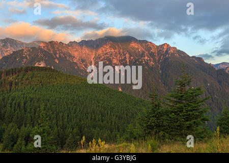 Sommer-Berg-Sonnenaufgang mit Kiefernwald in Karpaten, Rumänien Stockfoto