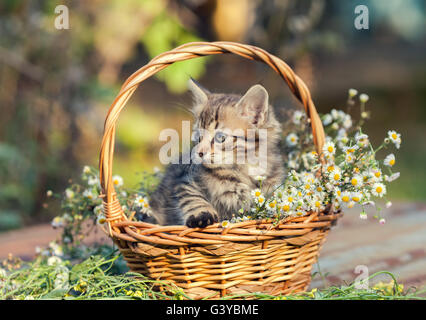 Kleines Kätzchen sitzen in den Korb mit Blumen im Garten Stockfoto