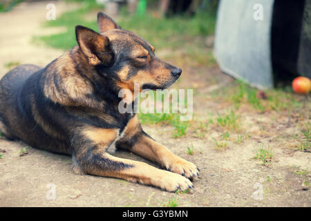 Porträt der Hund auf dem Hof Stockfoto