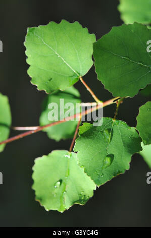 Aspen Zweig am Abend Wald mit Tautropfen auf den Blättern. Stockfoto