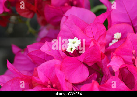 Lebendige rosa Bougainvillea-Blüten Stockfoto