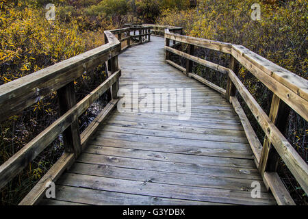 Kurvige Promenade Weg durch die Feuchtgebiete. Promenade-Serpentinen durch ein geschütztes Feuchtgebiet. Huron County Arboretum Stockfoto