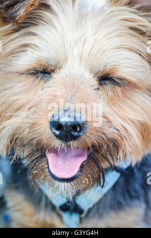 lustige Yorkshire-Terrier mit geschlossenen Augen Stockfoto
