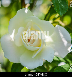 elegante weiße Rose mit weichen rosa gelb Herz Stockfoto