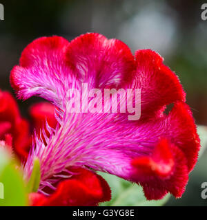 Roten Crested Celosia Stockfoto