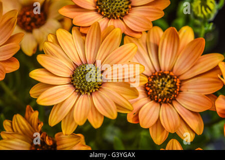 orange gestreiften Arctotis Gänseblümchen Stockfoto