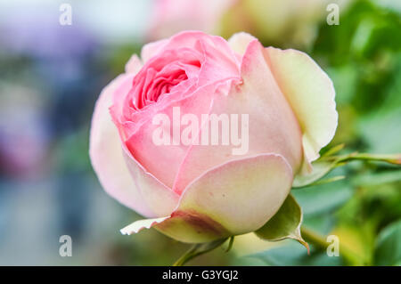 schön bunt, rosa und gelbe rose Stockfoto