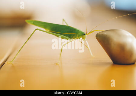 Grünen Busch Cricket oder Long – gehörnte Grasshopper fangen auf der Schublade Knopf Stockfoto