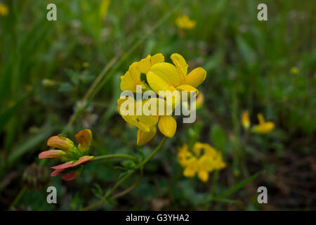 Vogels Fuß Kleeblatt, Lotus Corniculatus, eine gemeinsame Feldblume Europas. Stockfoto