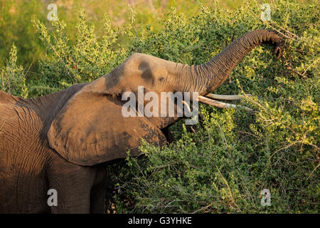 Afrikanischer Elefant (Loxodonta Africana) Fütterung auf einem Baum, Krüger Nationalpark, Südafrika Stockfoto