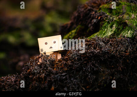 Ein Danbo Danboard fiktive Roboter Charakter Versteck unter Algen an einem steinigen Strand Stockfoto