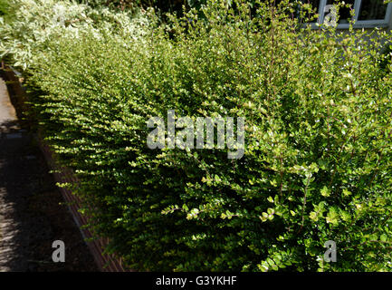 Überwucherte Hecke in englischen Suburbia, UK. Stockfoto