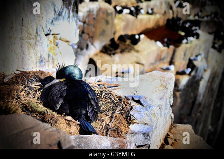 Eine europäische Shag sitzt auf seinem Nest auf den Farne Islands, Northumberland. Stockfoto