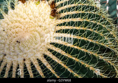 Detail der golden Barrel Cactus (Echinocactus Grusonii) Stockfoto
