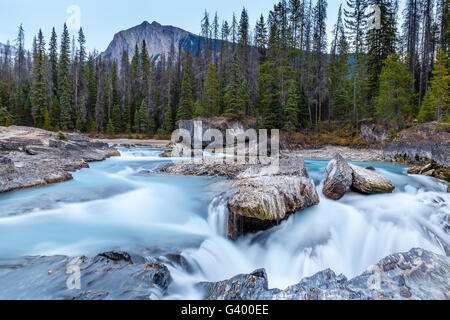 Rauschenden Wasser aus dem Kicking Horse River schnitzt durch die Felsen an der Natural Bridge im Yoho Nationalpark in der kanadischen Roc Stockfoto