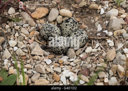 Killdeer nest mit 4 Eiern auf dem nördlichen Illinois Bauernhof. Stockfoto