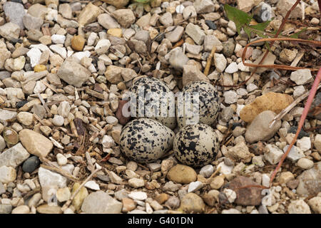 Killdeer nest mit 4 Eiern auf dem nördlichen Illlinois Bauernhof. Stockfoto