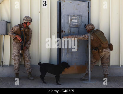 Dog Handler Verhalten improvisierte Sprengkörper Training. Stockfoto