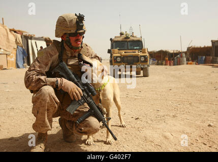 Ein Hundeführer Beiträge Sicherheit mit einem IED-Erkennung-Hund in Afghanistan. Stockfoto