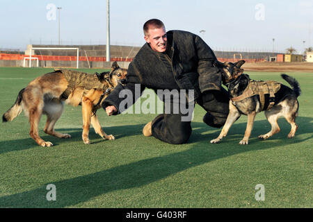 Militärische Arbeitshunde unterwerfen einen Handler während des Trainings. Stockfoto