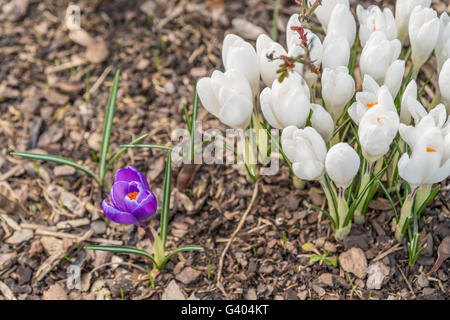 Einem einzigen violett Crocus neben der viele weiße Krokusse auf Rindenmulch Stockfoto