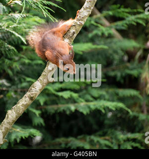 Niedliche Eichhörnchen im Baum versuchen, Nahrung zu erreichen spielen Stockfoto