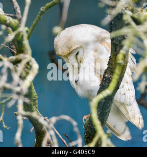 Schöne Schleiereule in alten versteinerten Baum Stockfoto