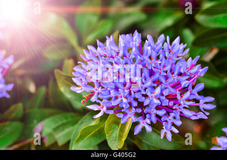 Violette Spitze Blume, Baum und Sonne Licht Stockfoto