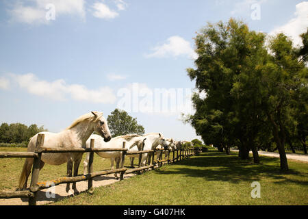 Weiße Pferde hinter einem Zaun in einer Farm der Camargue in Südfrankreich. Stockfoto