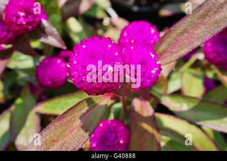 Gomphrena Globosa Globus Amaranth Blumen rosa Stockfoto