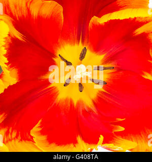 Nahaufnahme von gelben und roten Papagei Tulpe Blütenmitte mit quadratischen Ernte. Stockfoto