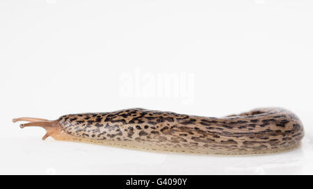Seitenansicht der Leopard Slug. LiMAx Maximus. Ein großer Garten Geschoß. Beachten Sie die Augen am Ende der Tentakel. Stockfoto