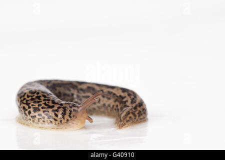 Nahaufnahme von Leopard Slug zeigt Kiel befindet sich am Ende der Rute. Stockfoto