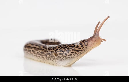 Leopard Slug Nahaufnahme zeigt Mantel, Tentakeln und Pneumostome, eine Atmung Pore. Stockfoto