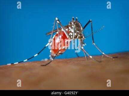 Die Mücke Aedes Albopictus oder Asiatische Tigermücke eine Blutmahlzeit auf einen menschlichen Wirt zu erwerben. Die Mücke kann tragen eine Vielzahl von Krankheiten und ist hinter dem Ausbruch von Dengue-Fieber und Zika Virus. Stockfoto