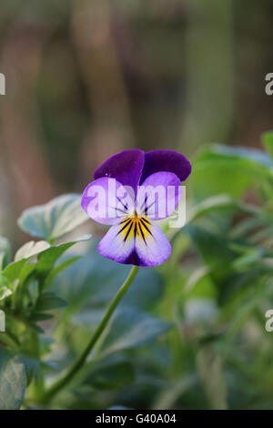 Viola Tricolor, Viola Cornuta oder Alias Viola Johnny Jump Up verwendet eine essbare Blume im Salat. Stockfoto