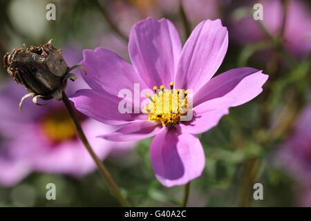 Nahaufnahme von rosa Cosmos Bipinnatus oder bekannt als mexikanische Aster, schneiden Blatt Kosmos in voller Blüte Stockfoto