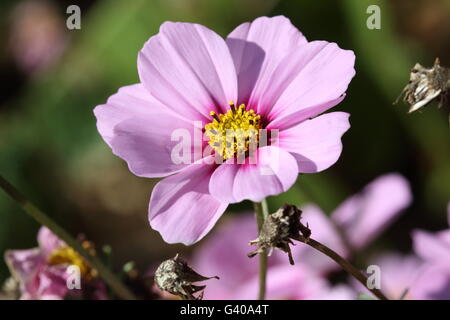 Nahaufnahme von rosa Cosmos Bipinnatus oder bekannt als mexikanische Aster, schneiden Blatt Kosmos in voller Blüte Stockfoto