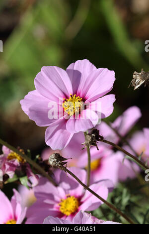 Nahaufnahme von rosa Cosmos Bipinnatus oder bekannt als mexikanische Aster, schneiden Blatt Kosmos in voller Blüte Stockfoto