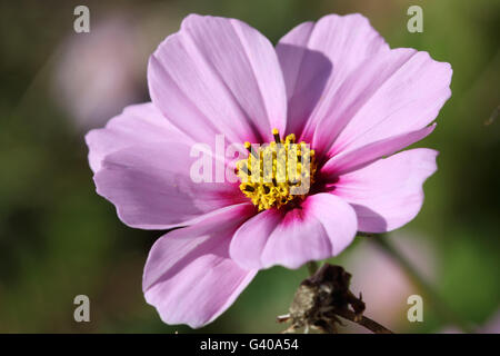 Nahaufnahme von rosa Cosmos Bipinnatus oder bekannt als mexikanische Aster, schneiden Blatt Kosmos in voller Blüte Stockfoto