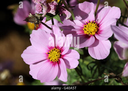 Nahaufnahme von rosa Cosmos Bipinnatus oder bekannt als mexikanische Aster, schneiden Blatt Kosmos in voller Blüte Stockfoto