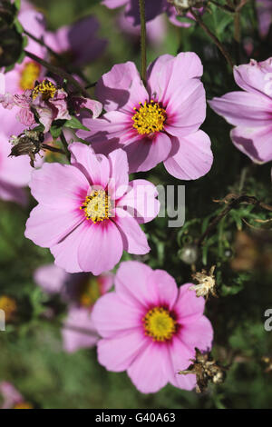 Nahaufnahme von rosa Cosmos Bipinnatus oder bekannt als mexikanische Aster, schneiden Blatt Kosmos in voller Blüte Stockfoto