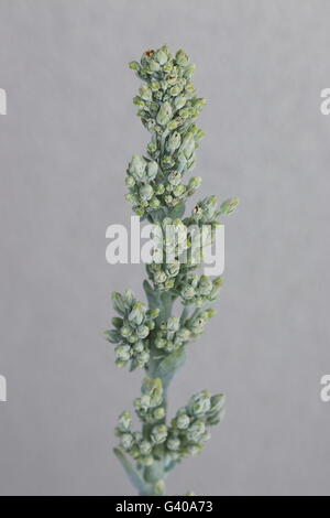 Makroaufnahme von Kalanchoe Thyrsiflora Blumen oder auch bekannt als Kalanchoe Flapjack Stockfoto